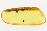 Two Fossil Mites (Neoliodidae) in Baltic Amber #307874-1